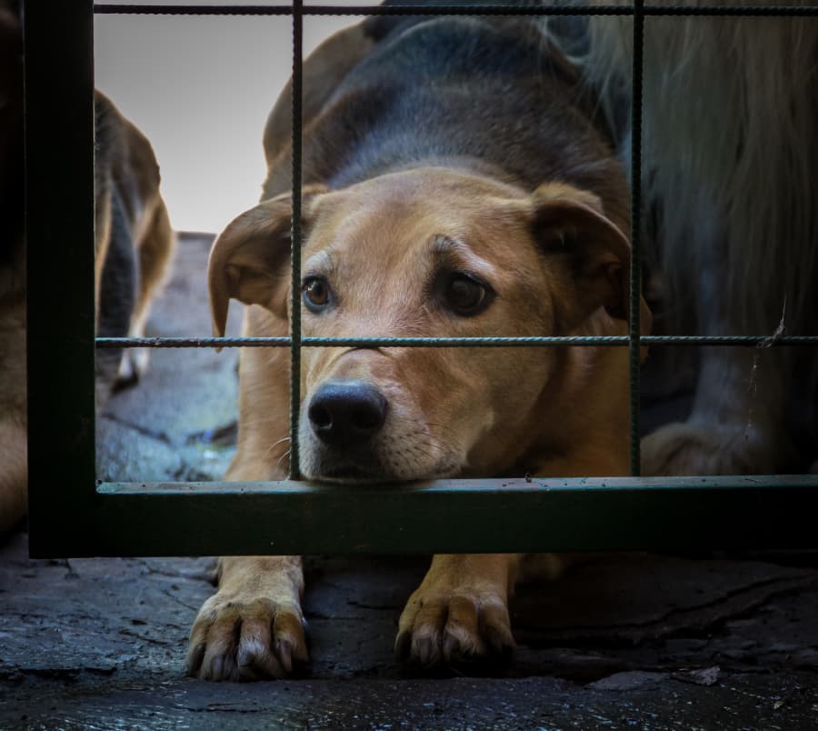 2026-07-14-dogs-locked-up-victims-animal-abuse-abuse.jpg